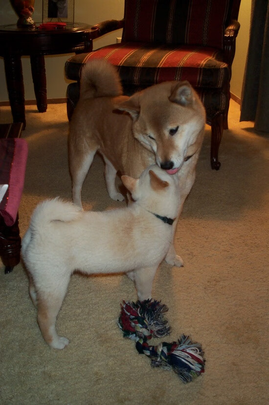 场上对手,场边军师,许昕如何助法国队力克瑞典