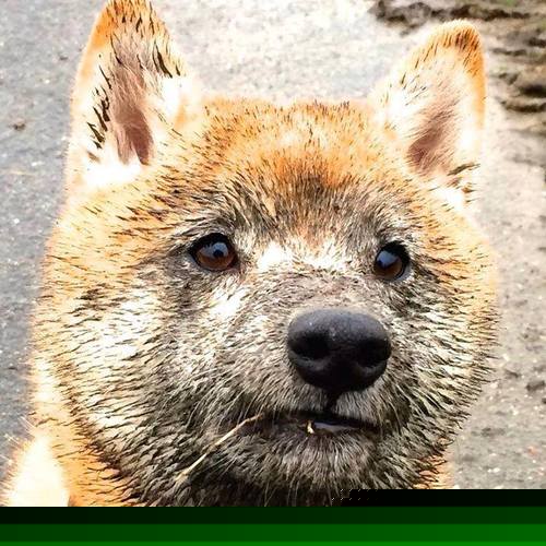 复仇者降临！莫兰特37分撕碎绿军防线，火箭轻取联盟第一