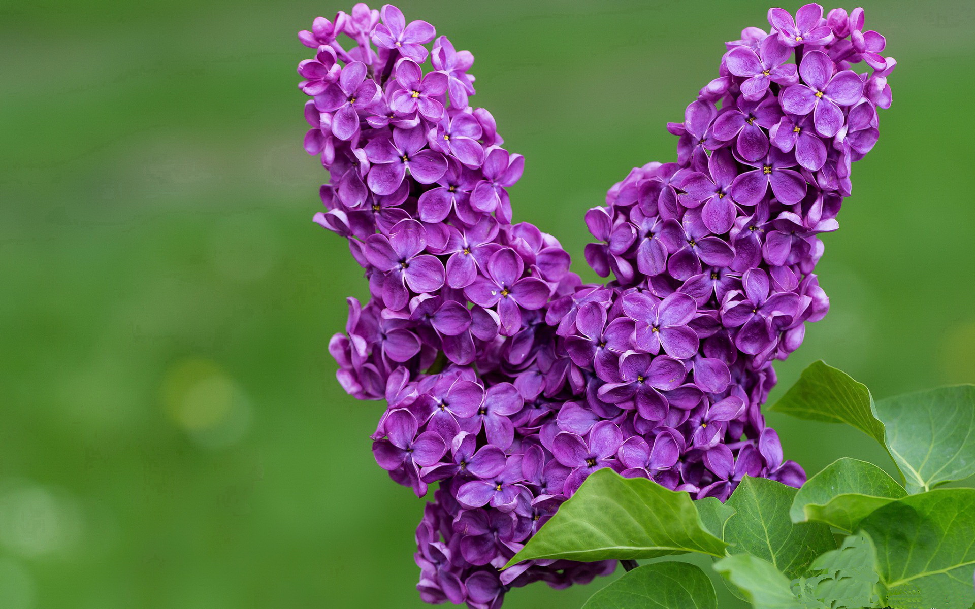 西西帕斯，拉沃尔杯的独白，当个人英雄主义击穿团队叙事