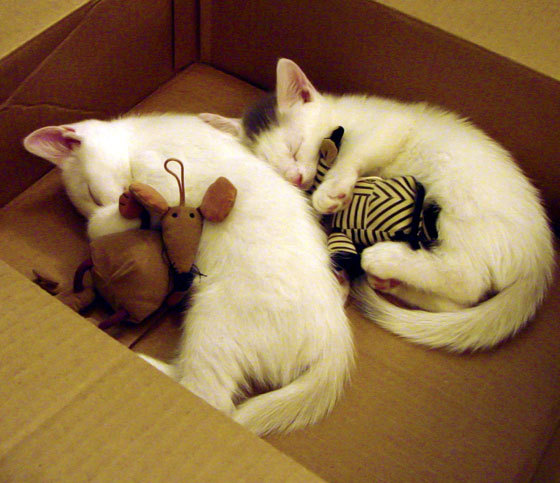 当蓝月照亮桑巴,那不勒斯的双重胜利与维尼修斯的燃烧之谜