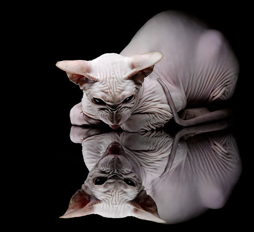 绝杀,是复仇的瞬间,也是自渡的开始