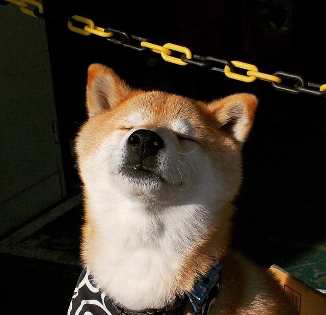 精英主义的黄昏，当戴维斯杯横扫法网，蒂姆在维也纳上演国家荣耀