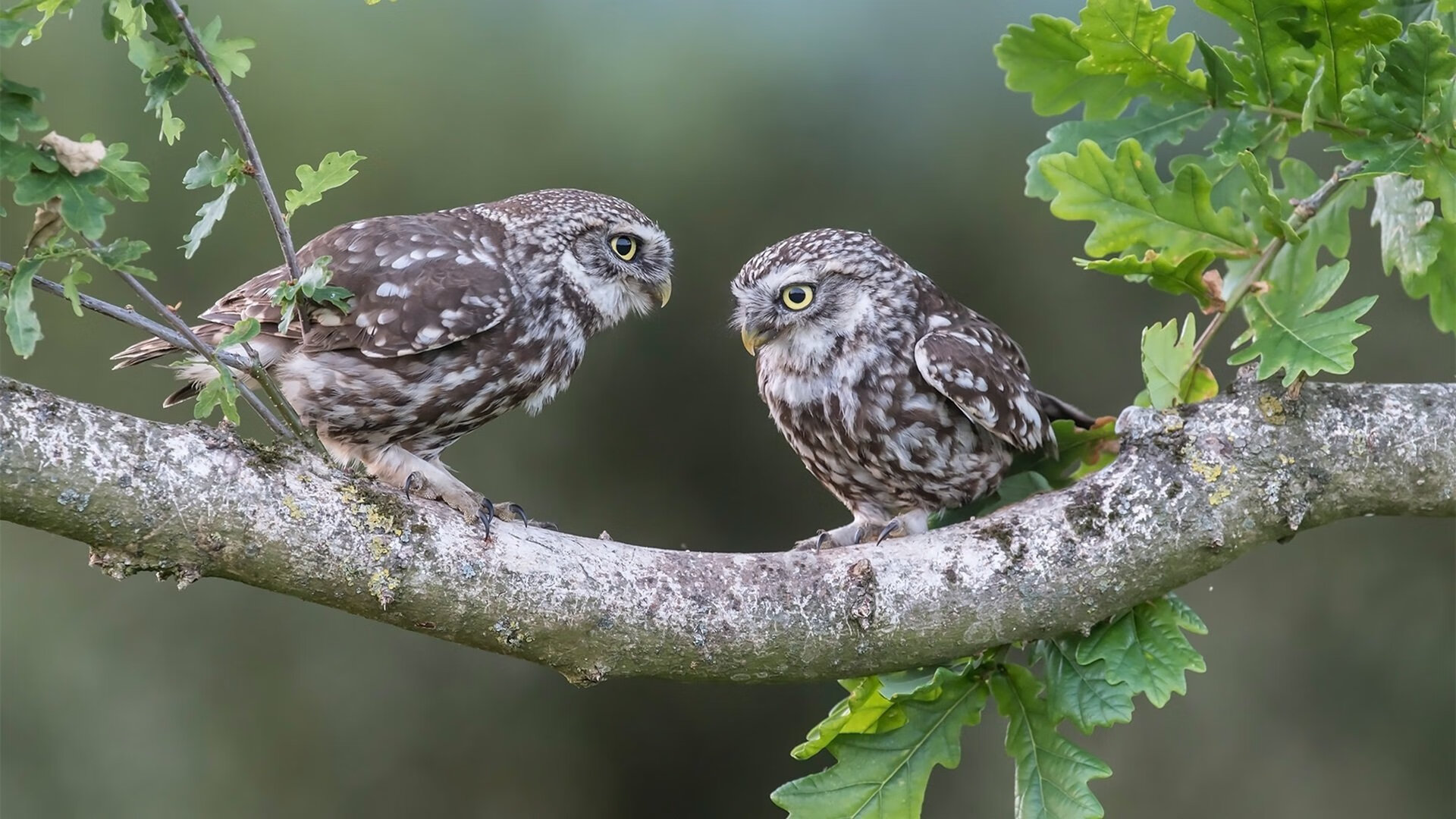 王牌基因,德约科维奇的逆转密码—澳网与美网高光解码