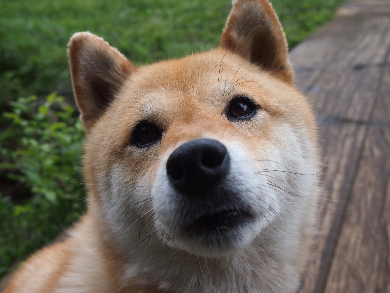 逆袭与传奇,小红牛首胜撼动F1秩序,汉密尔顿再铸不朽里程碑