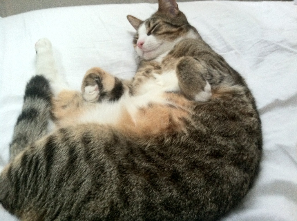 逆袭与传奇,小红牛首胜撼动F1秩序,汉密尔顿再铸不朽里程碑