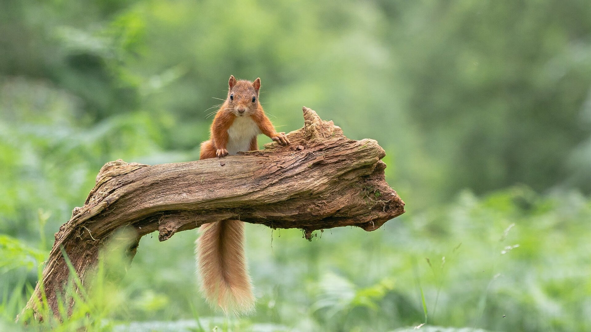 鏖战纽约城，字母哥末节觉醒的史诗之战