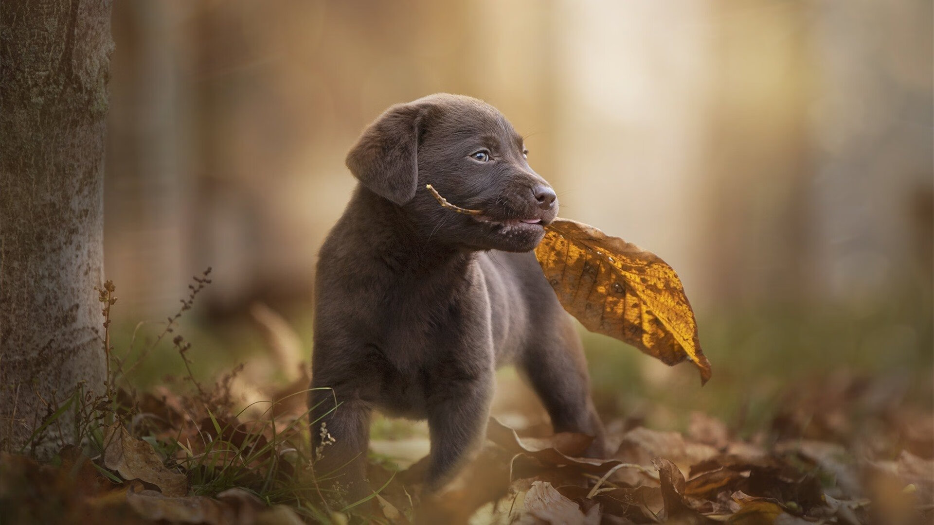 布克之夜，广厦压哨一击，斩落北境狼群