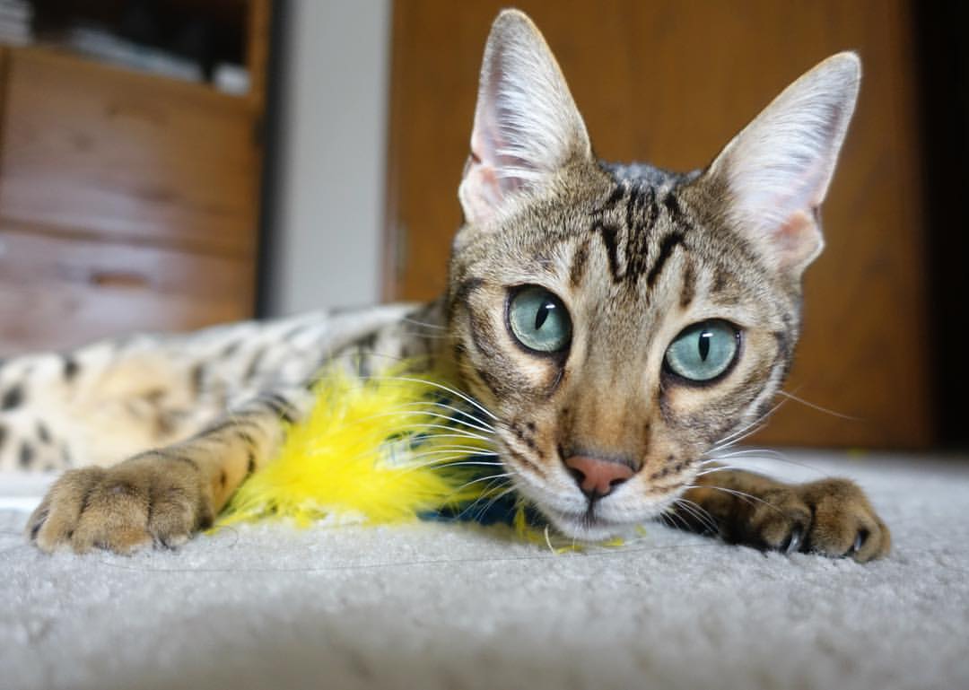 唯一先生，揭秘阿克如何用一脚改变新西兰足球历史