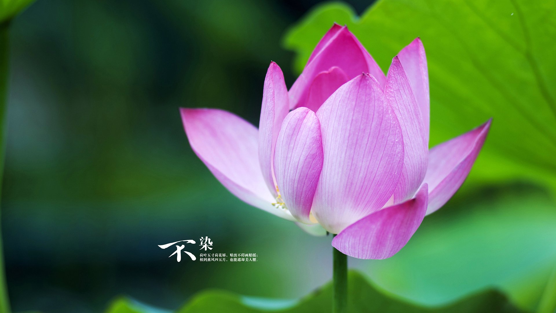 雄鹿冲垮火箭,恩比德东决关键战接管比赛,暴力美学与巨星统治的交响