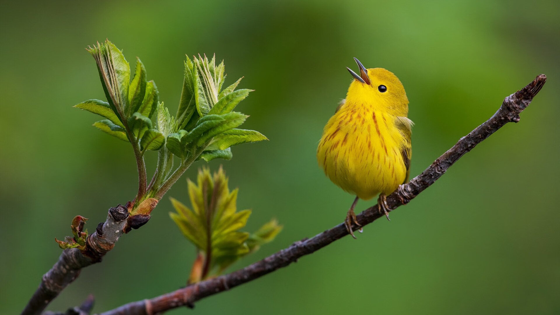 跨越地中海的哨音，基米希如何用一脚传球唤醒突尼斯的奥运之梦
