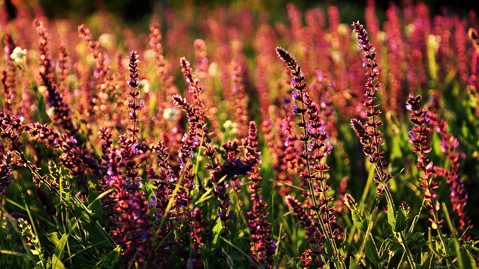 奥亚尔萨瓦尔一锤定音献压制级发挥,沙特联队轻取贝蒂斯显强队风范