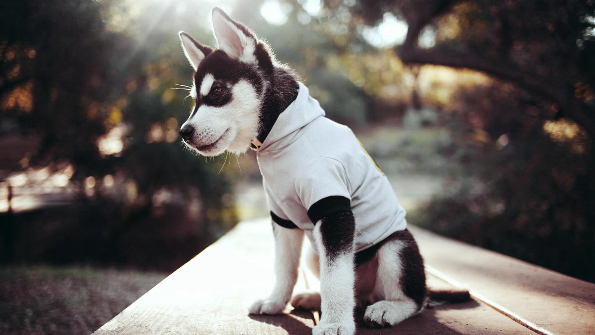 奥利维耶的救赎,马德里竞技欧冠决赛力克巴黎,法国之子成关键先生