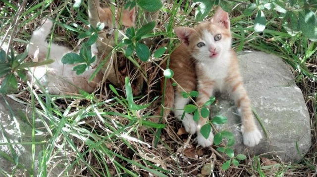 卢卡库杀伤力全开，利物浦加时苦战擒下巴拉圭