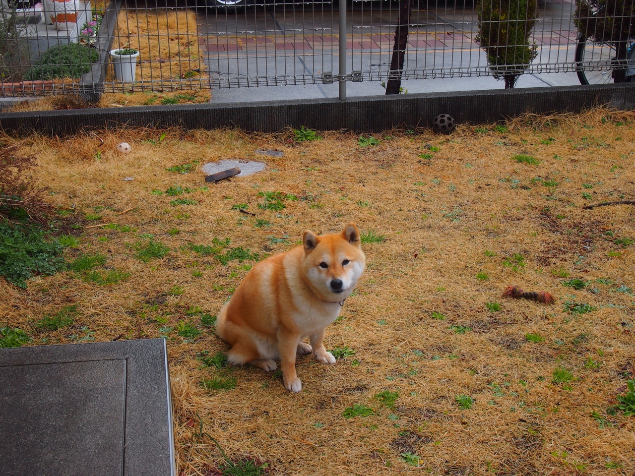 王车易位,汤普森四世登基,当篮球场化为六十四格棋盘