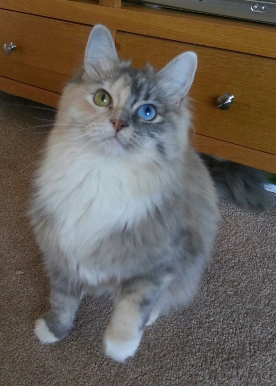 接管者哈登之夜，从斯台普斯到伯纳乌，英雄主义的回声