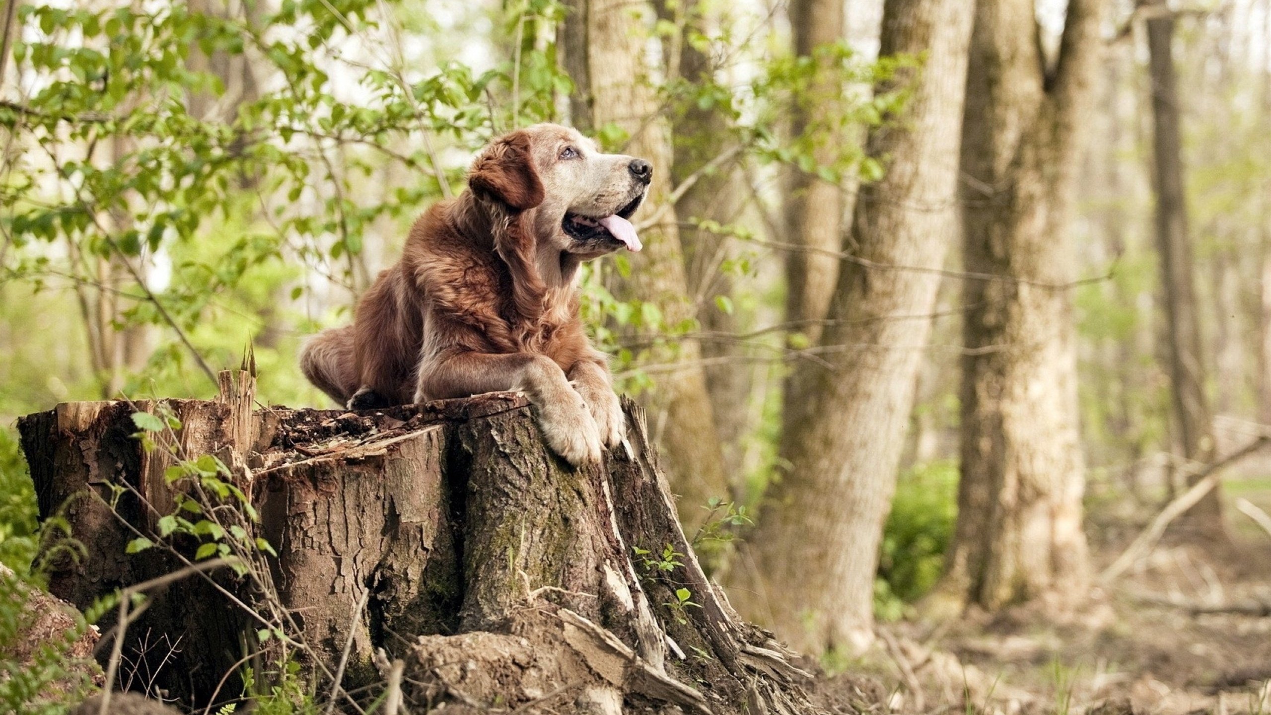 末节之王西亚卡姆，黄蜂用节奏魔法，给开拓者上了一堂掌控课 当沉默刺客启动接管模式，对手的时间便只剩下绝望的秒针滴答）