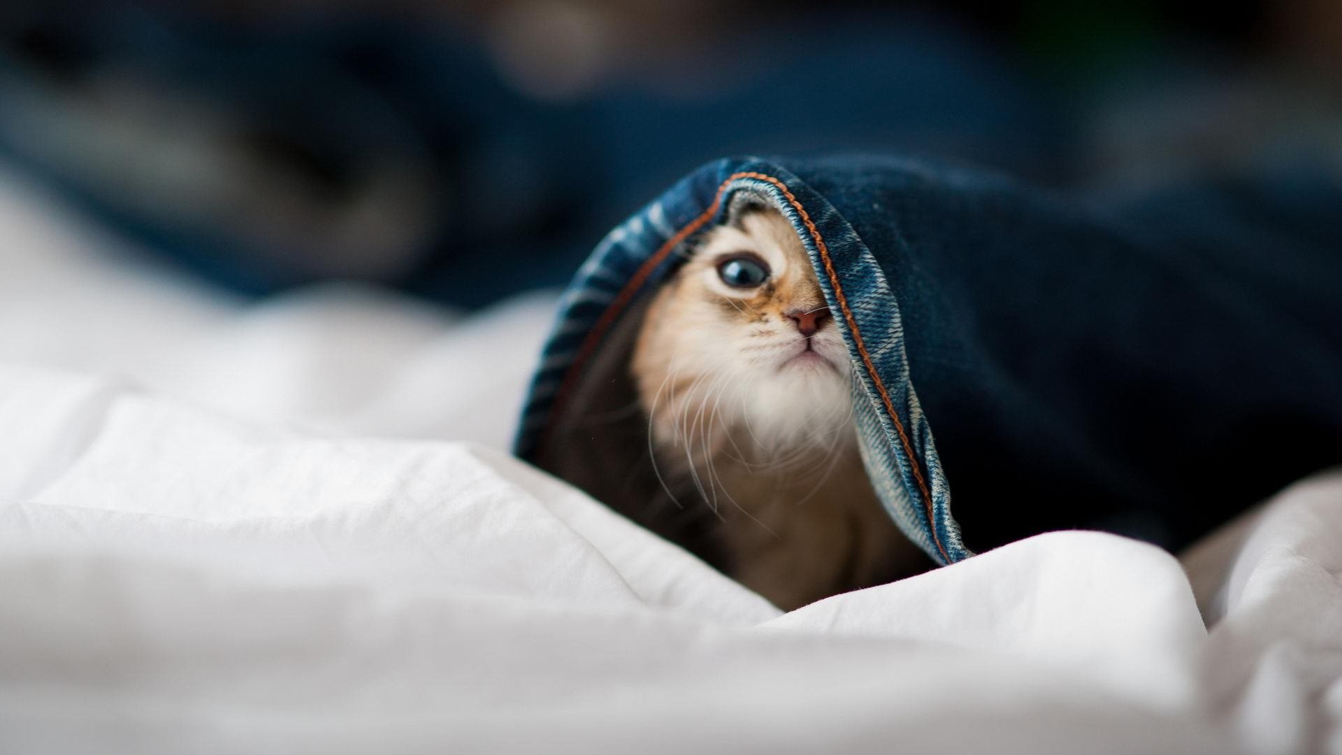 广东王朝的铁索连舟,文班亚马的孤岛求生