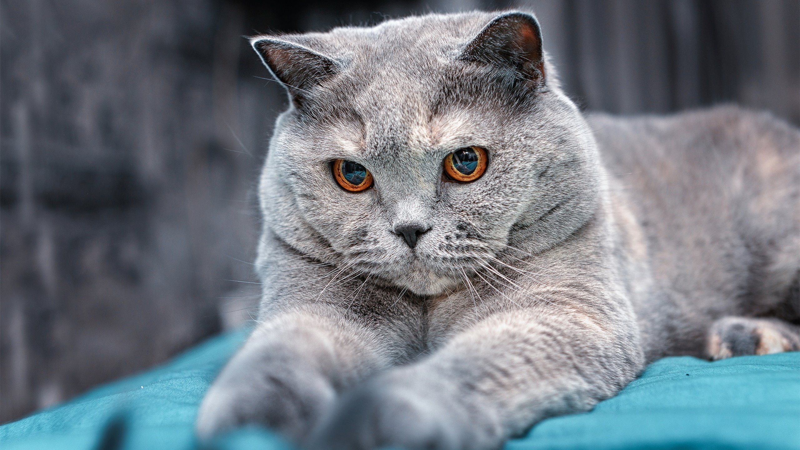 巴黎熔炉吞噬阿森纳，枪手19年梦想一夜成灰