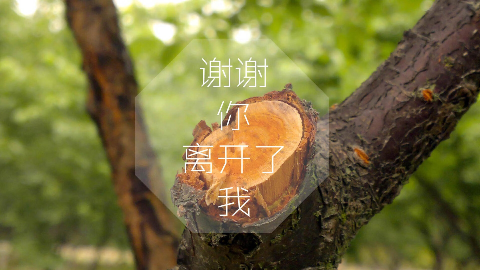 唯一性之战，2026世界杯F组，德国精准压制泰国，哈基米掌控无形节奏