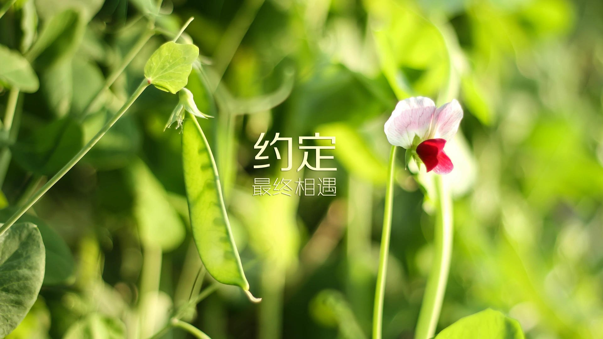 门神的孤城，2026世界杯F组，库尔图瓦的双手如何改写了德国与泰国之战的历史唯一性