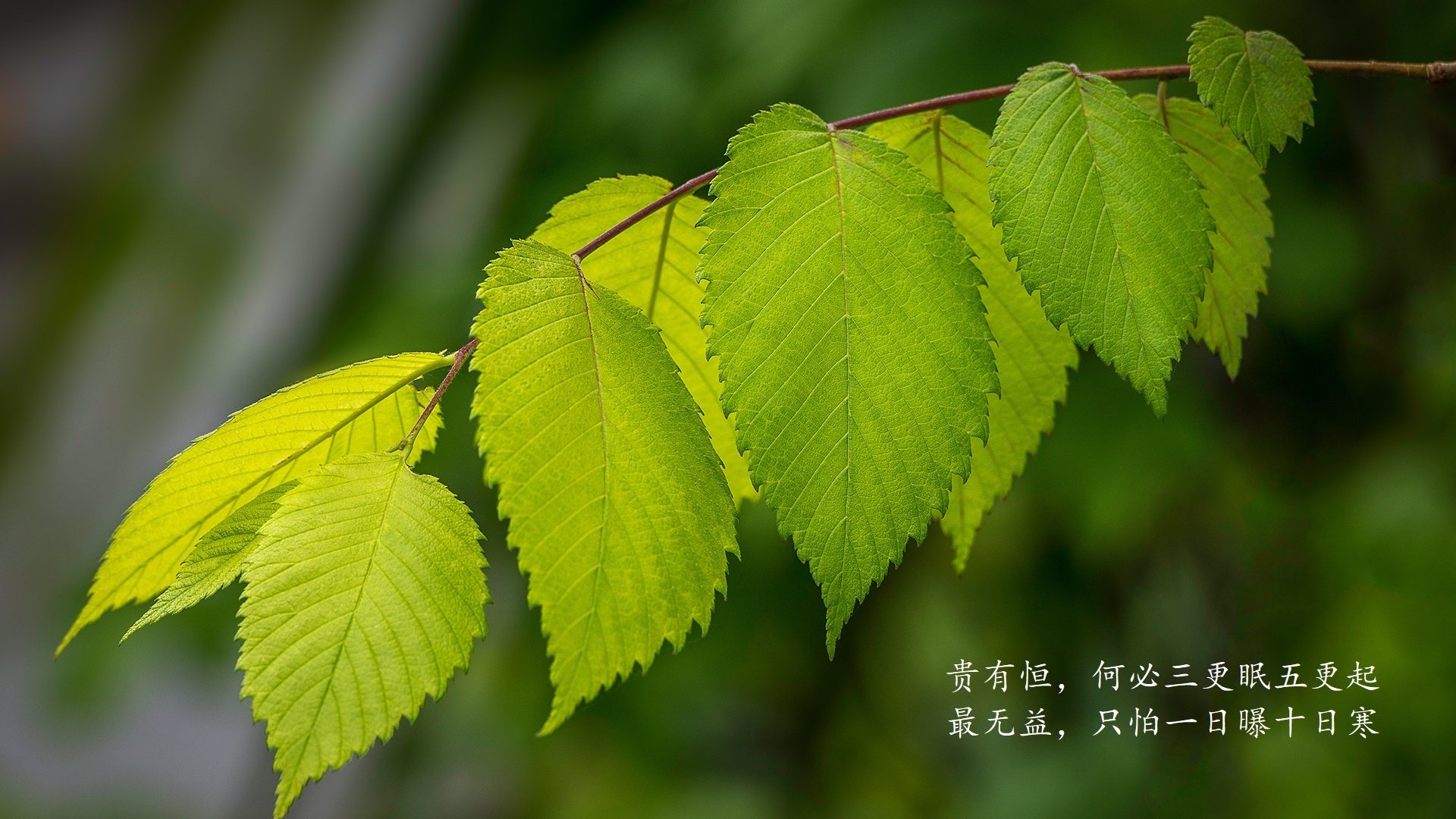 暗夜中的黄色闪电，2026世界杯D组，罗马尼亚用一场战术风暴让葡萄牙低头